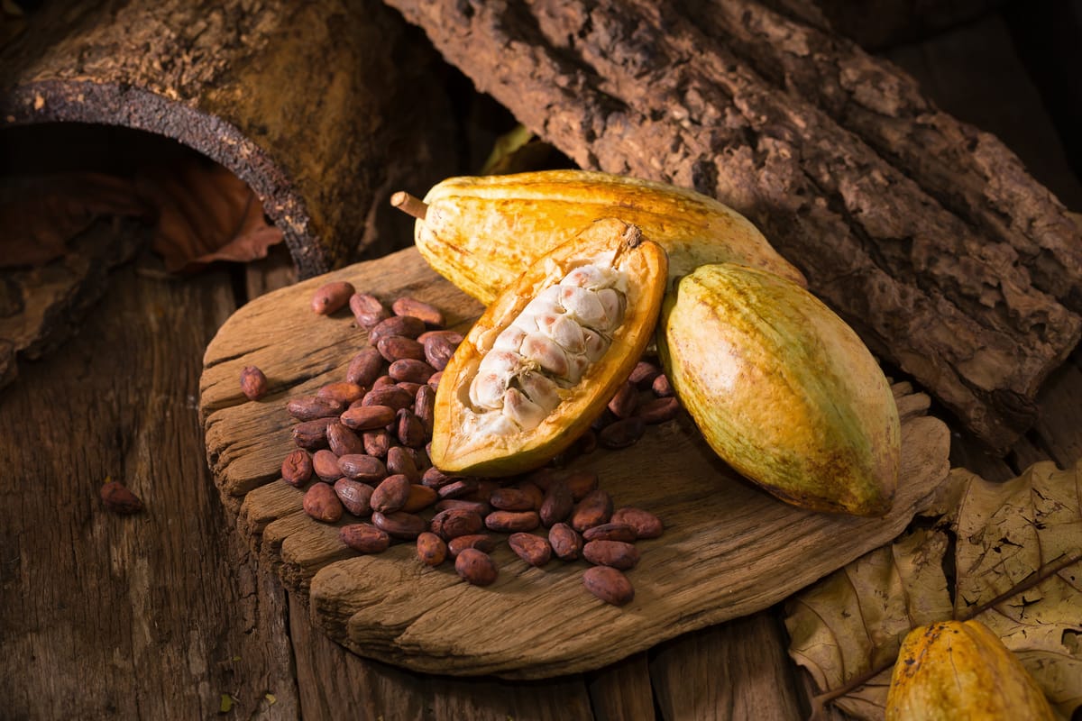 Cacao : comment la Côte d'Ivoire est devenue numéro 1 mondial, et pourquoi son trône reste fragile