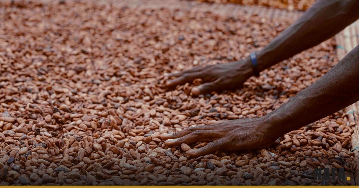 Fèves de cacao séchées à la main en Afrique de l'Ouest