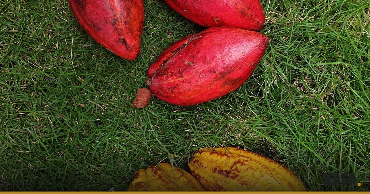 Cabosses de cacao mûres sur fond vert