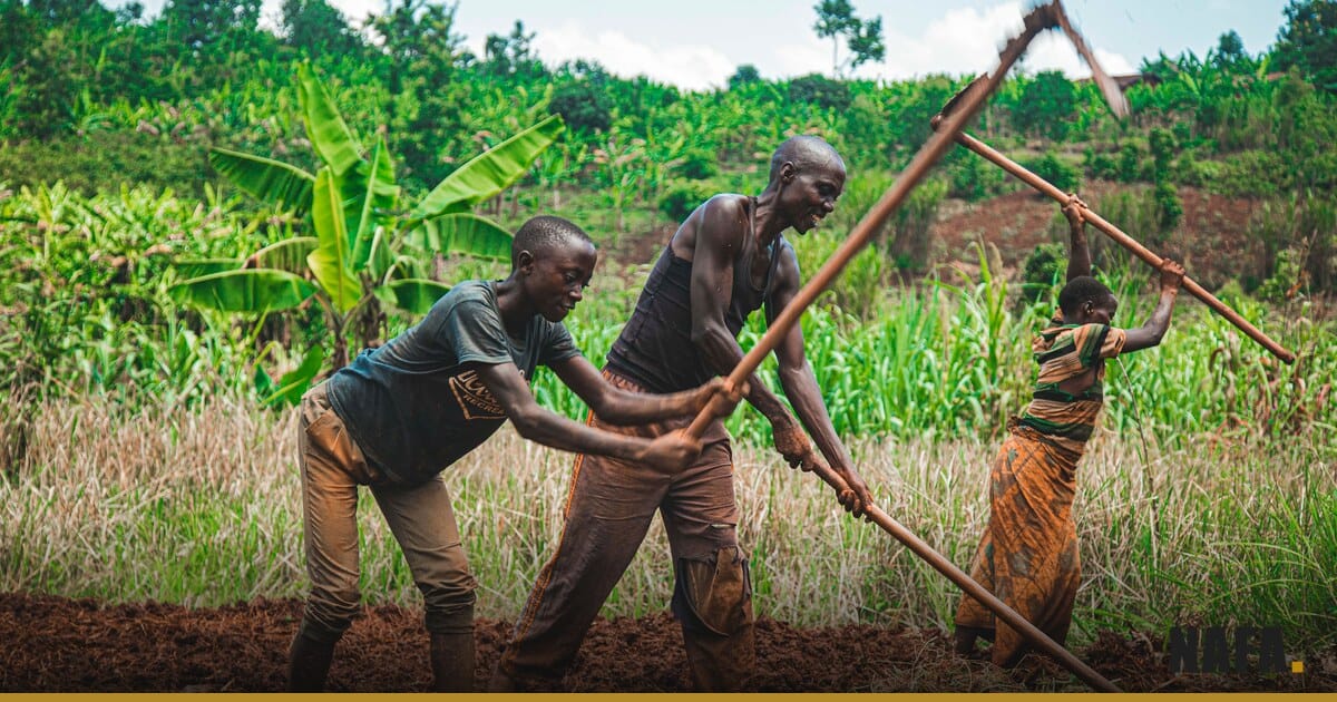 Agriculteurs travaillant ensemble dans un champ en Afrique