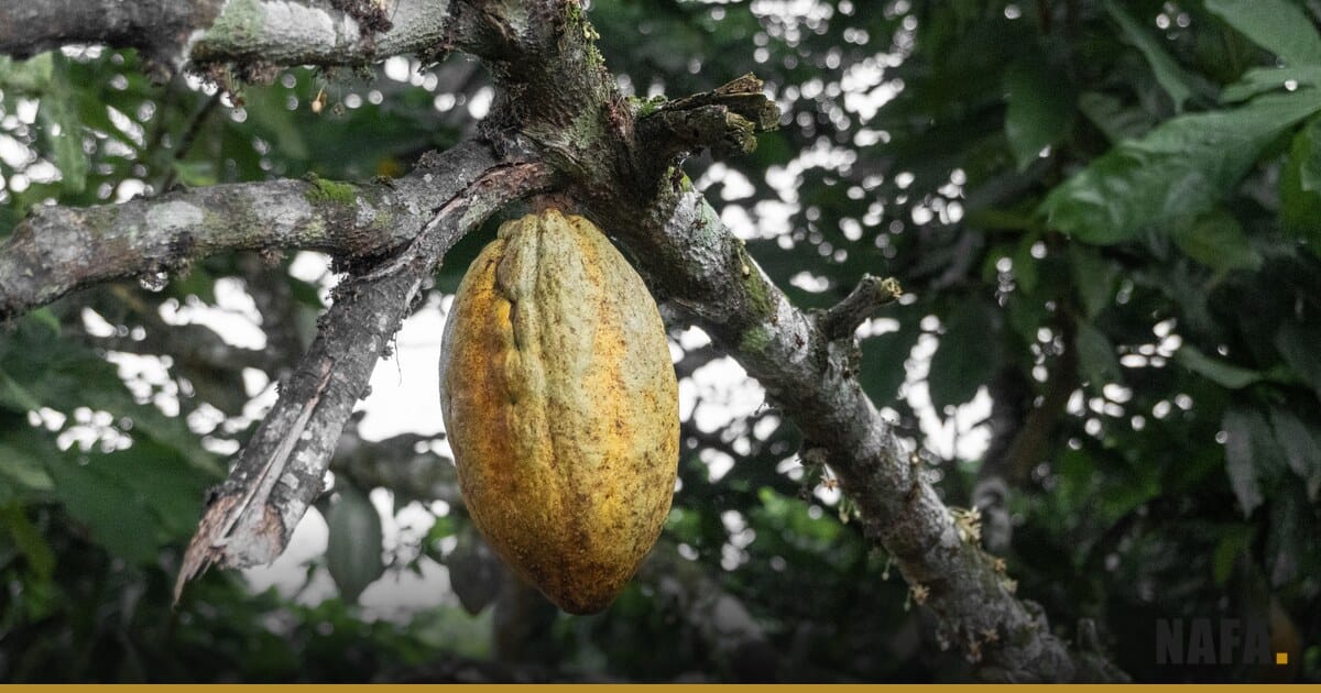 Cabosse de cacao mûre sur une branche, Afrique de l'Ouest