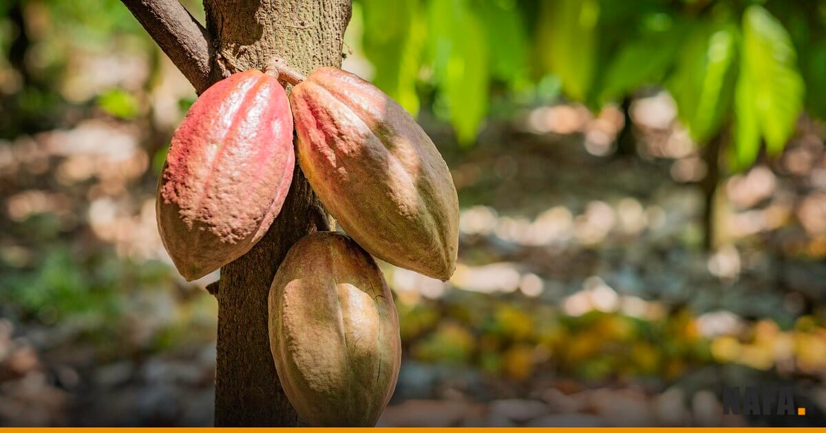 Cabosses de cacao mûres sur le tronc d'un cacaoyer