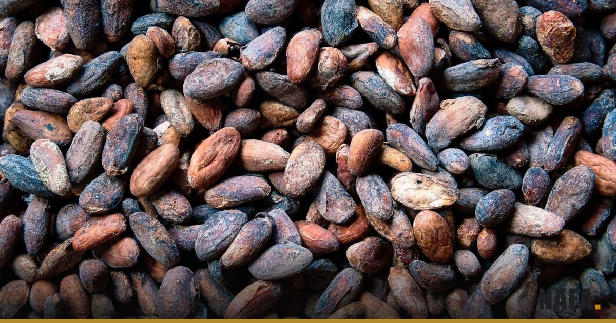 Fèves de cacao en gros plan, matière première de la filière cacao-chocolat