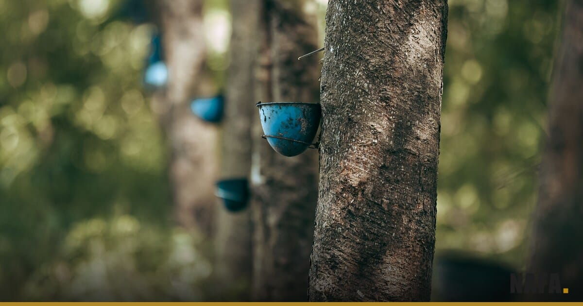 Tronc d'hévéa avec tasse de récolte de latex dans une plantation
