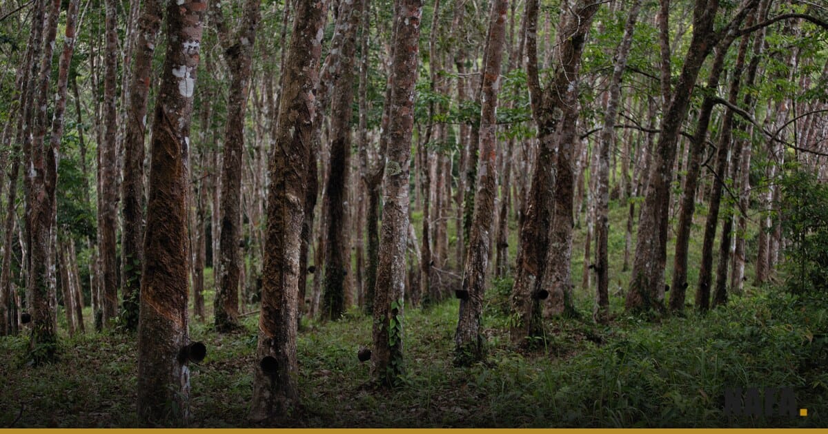 Plantation d'hévéas, troncs alignés et feuillage vert dense