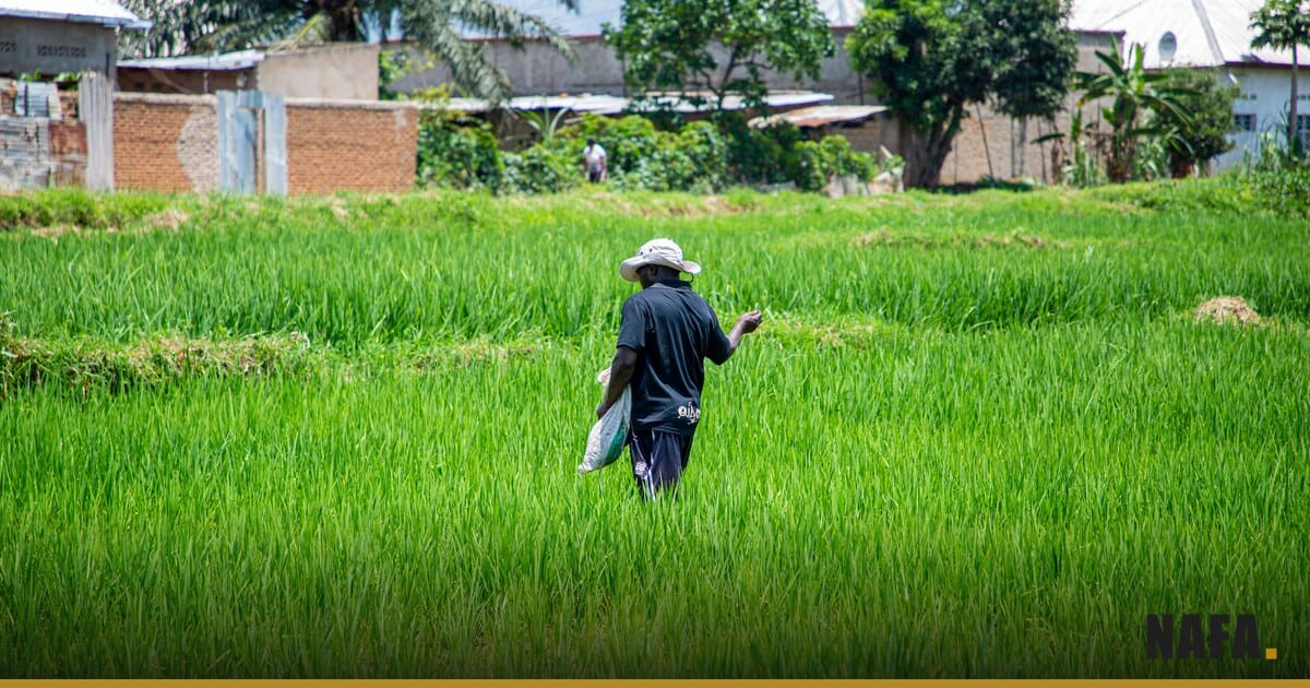 Homme traversant un champ de riz verdoyant en Afrique de l'Ouest
