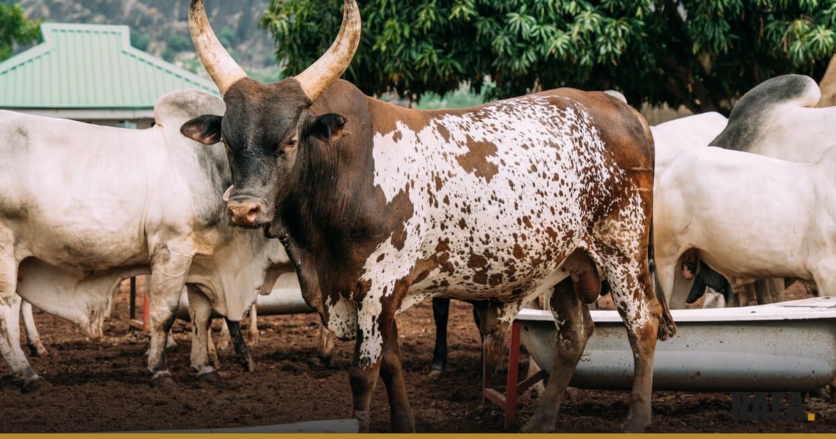 Troupeau de bovins dans un enclos, élevage ouest-africain
