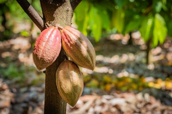 Cabosses de cacao rouges et jaunes sur le tronc d'un cacaoyer