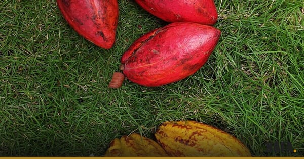 Cabosses de cacao mûres sur fond vert