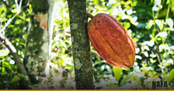 Cabosse de cacao mûre sur un tronc d'arbre