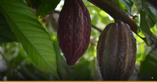Cabosses de cacao mûres sur un cacaoyer