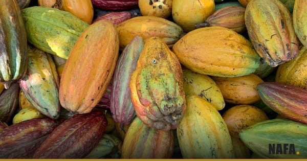 Cabosses de cacao fraîchement récoltées