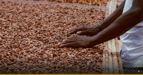 Fèves de cacao mises à sécher au soleil, transformation locale du cacao
