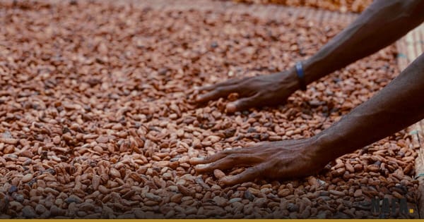 Fèves de cacao étalées pour le séchage