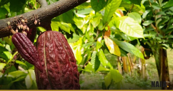 Cabosse de cacao mûre sur un cacaoyer dans une plantation