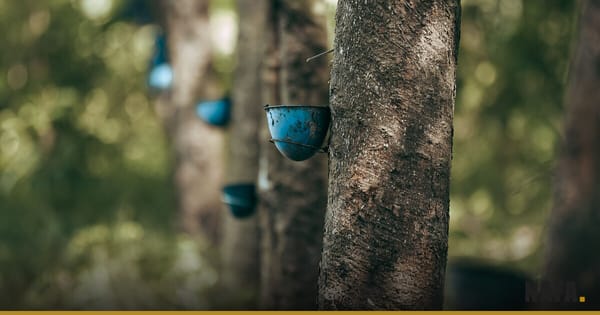 Tronc d'hévéa avec tasse de récolte de latex dans une plantation