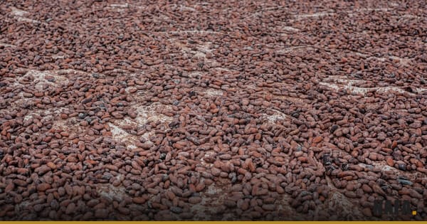 Fèves de cacao séchant au sol en Afrique de l'Ouest