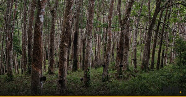Plantation d'hévéas, troncs alignés et feuillage vert dense