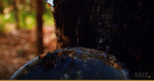 Tronc d'arbre à caoutchouc entaillé pour l'extraction du latex